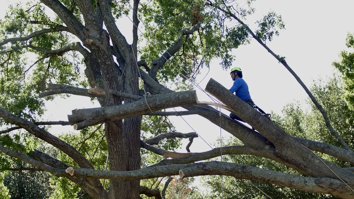 Professional Hazardous Tree Removal performed by certified arborists in Bland